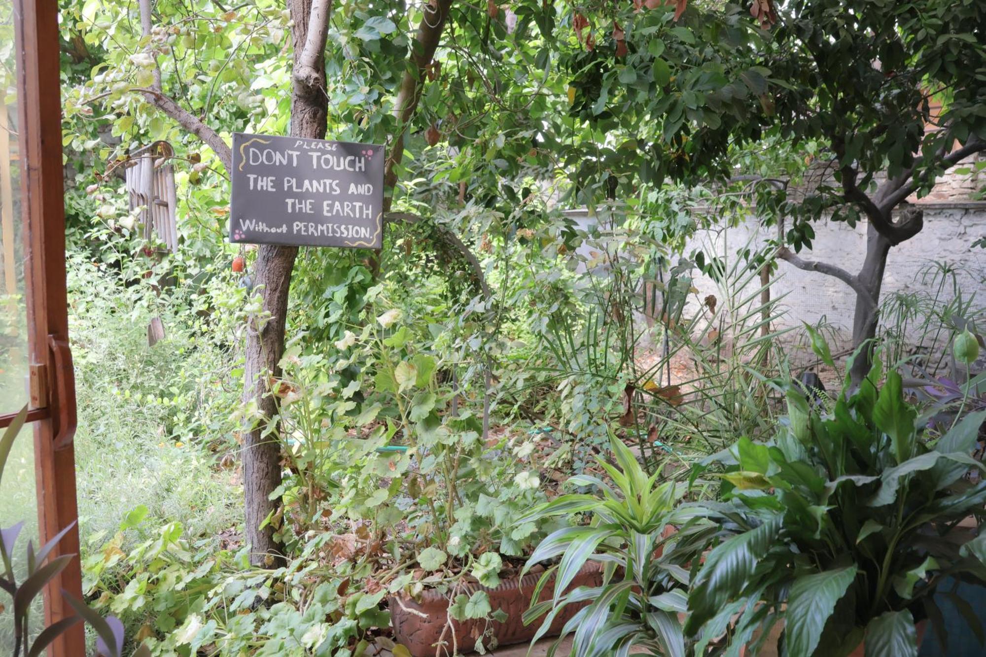 Lotus Garden